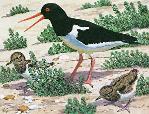 Chicks: Oystercatcher
