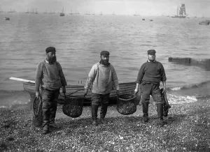 Cages: Oystercatcher carry their catch ashore, 1903