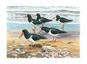 Oystercatchers: Oystercatchers