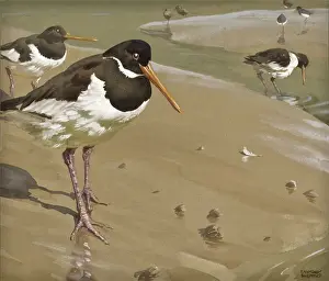 Waders: Oystercatchers