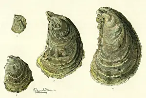 Seashell: Oysters Ages 1-4