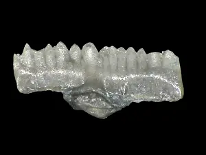 Bryozoan: Ozarkodina remscheiddensis eosteinhornensis