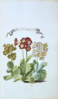 Ericales: P. L. Souverain. S. primula