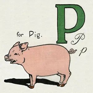 Deans: P for Pig