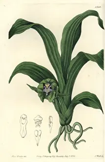 Maxillaria: Pabstia viridis orchid
