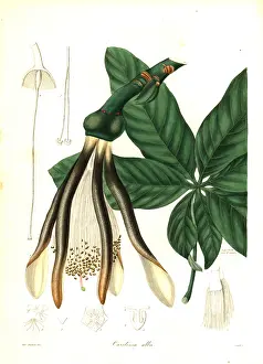 Henslow: Pachira alba