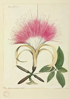 Schomburgk: Pachira aquatica, Malabar or Guyana chestnut