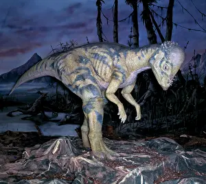 Marginocephalia: Pachycephalosaurus