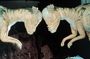 Marginocephalia: Pachycephalosaurus