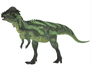 Pachycephalosaurus: Pachycephalosaurus, a biped dinosaur from the Cretaceous ?