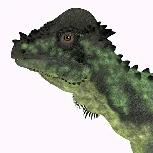 Spiked: Pachycephalosaurus dinosaur, headshot