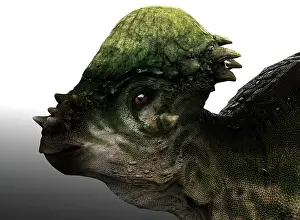 Pachycephalosaurus: Pachycephalosaurus dinosaur portrait