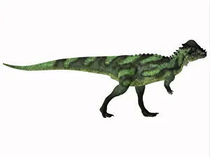 Claw: Pachycephalosaurus dinosaur, side profile