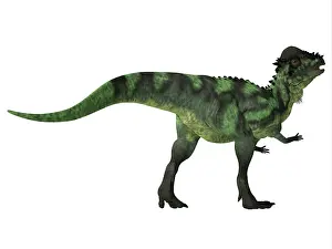 Claw: Pachycephalosaurus dinosaur on white background