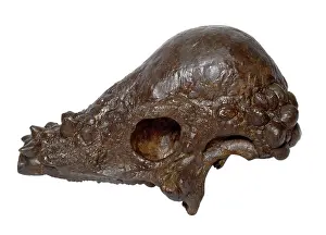 Marginocephalia: Pachycephalosaurus skull