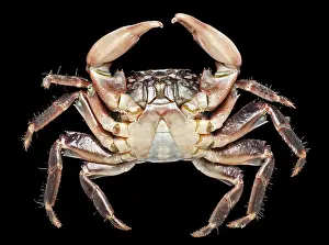 Jointed: Pachygrapsus marmoratus, marbled rock crab