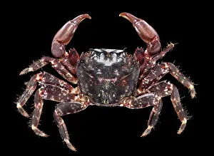 Jointed: Pachygrapsus marmoratus, marbled rock crab