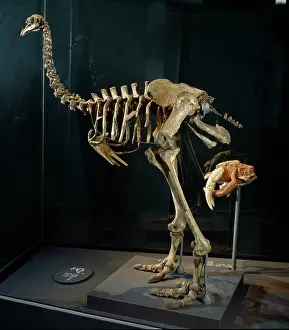 Emeidae: Pachyornis elephantophus, moa bird