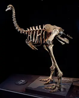 Emeidae: Pachyornis elephantopus, heavy-footed moa