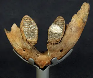 Emeidae: Pachyornis elephantopus, heavy-footed moa