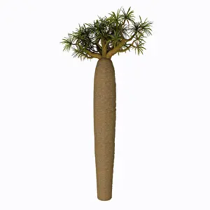 Cactus: Pachypodium tree on white background