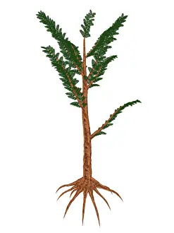 Pachypteris: Pachypteris prehistoric plant