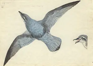 Prion: Pachyptila vittata, broad-billed prion