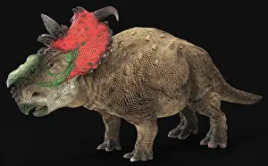 Campanian: Pachyrhinosaur dinosaur, side view on black background