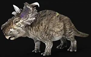 Campanian: Pachyrhinosaur dinosaur, side view on black background