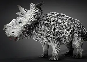 Pachyrhinosaurus: Pachyrhinosaur dinosaur, side view on gray background