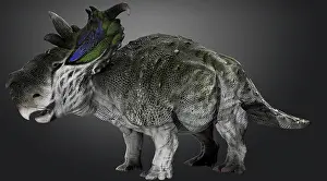 Campanian: Pachyrhinosaur dinosaur, side view on gray background