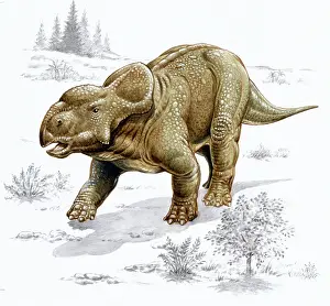 Ceratopia: Pachyrhinosaurus