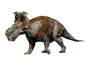 Pachyrhinosaurus: Pachyrhinosaurus dinosaur
