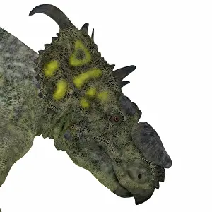 Close Up: Pachyrhinosaurus dinosaur head