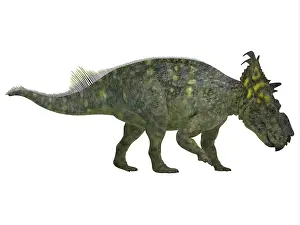 Pachyrhinosaurus: Pachyrhinosaurus dinosaur, side view