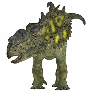 Pachyrhinosaurus: Pachyrhinosaurus dinosaur, front view
