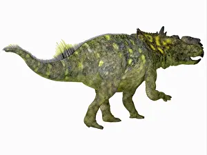 Ceratopsian: Pachyrhinosaurus dinosaur on white background