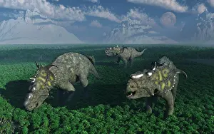 Pachyrhinosaurus: Pachyrhinosaurus dinosaurs grazing
