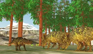 Pachyrhinosaurus: Pachyrhinosaurus dinosaurs grazing at the edge