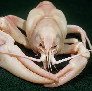Crayfish: Pacifastacus leniusculus, signal crayfish