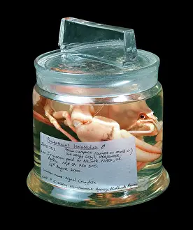 Crayfish: Pacifastacus leniusculus, signal crayfish