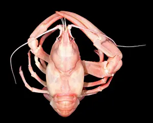 Crayfish: Pacifastacus leniusculus, signal crayfish