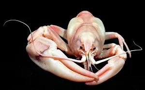 Crayfish: Pacifastacus leniusculus, signal crayfish