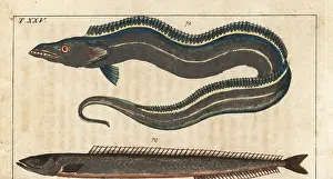 Ammodytes: Pacific cutlassfish and sand eel