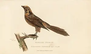 Flinders: Pacific koel, Eudynamys orientalis