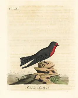 Otaheite: Pacific swallow, Hirundo tahitica