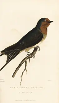 Hirundo: Pacific swift, Apus pacificus