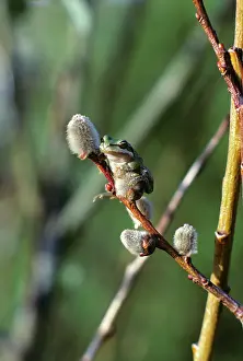 Car005: Pacific Tree Frog on Pussy Willow Dendrobates Sp