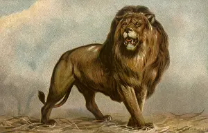 Landseer: Pacing Lion, by Landseer