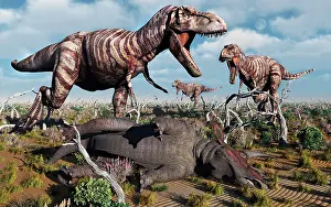 Triceratops: A pack of carnivorous T-rex dinosaurs with their